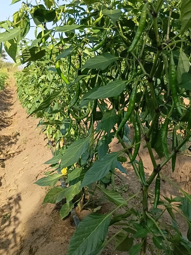 Vibrant fresh vegetables and crops harvested from BRICAS GROUP community farms
